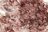 Fibrous, Rose-Red Inesite Crystal Aggregation - South Africa #210754-1